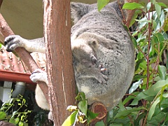 CairnsTC404 Kuranda Koala Gardens